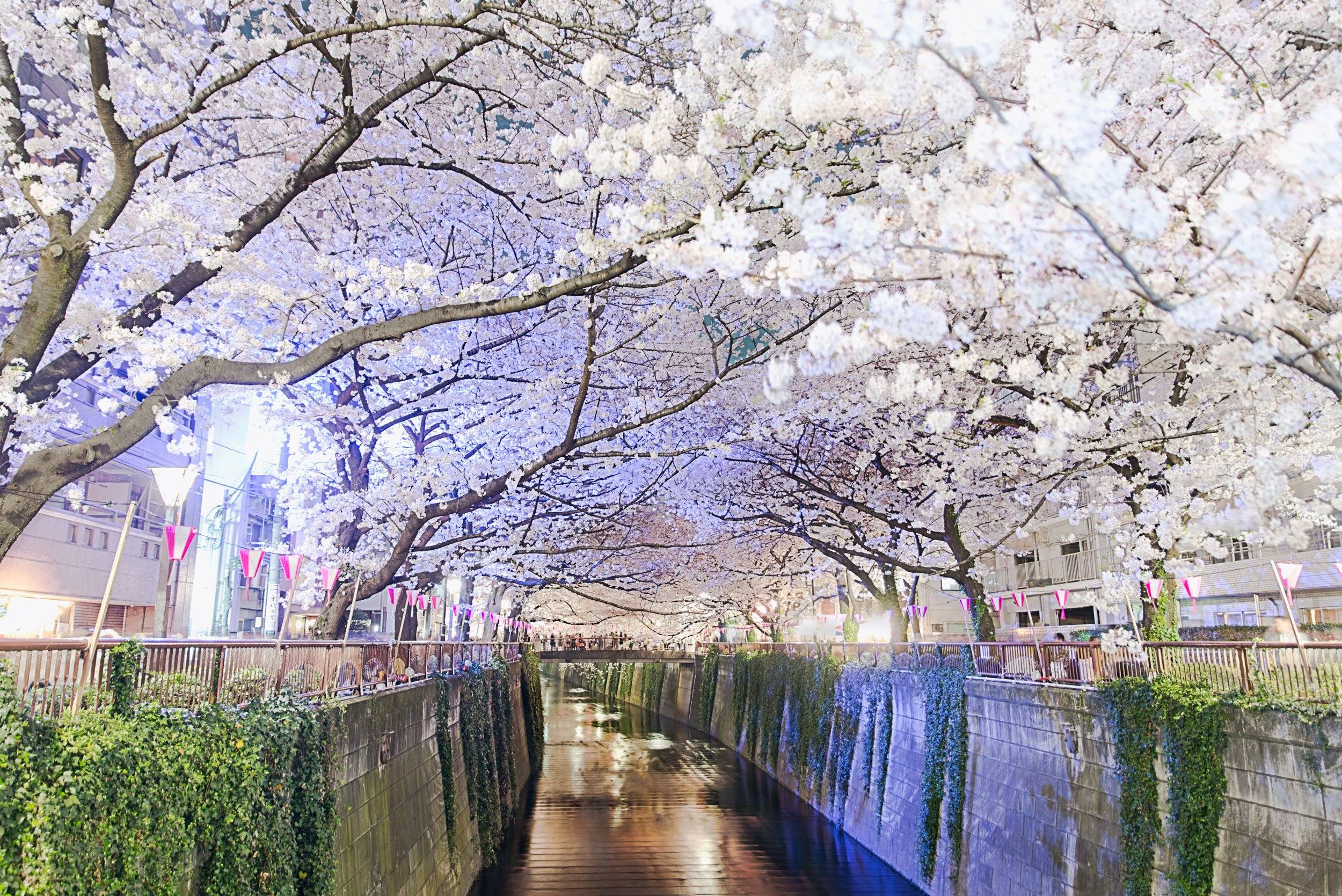 🌳 도립 소시가야 공원 (토리츠 소시가야 코엔) 이미지 6